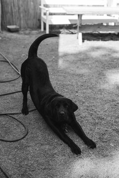 Black dog