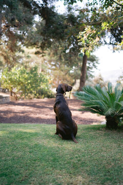 Dog on a lawn