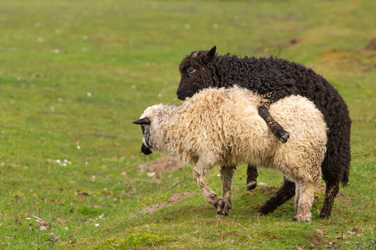 Mating two young sheep in a green meadow in spring.