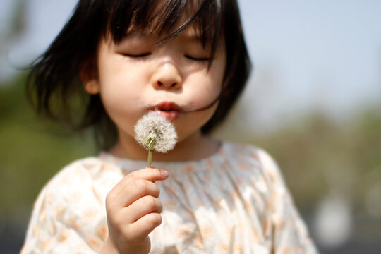 Closeup Asian little girl is blowing a dandelion