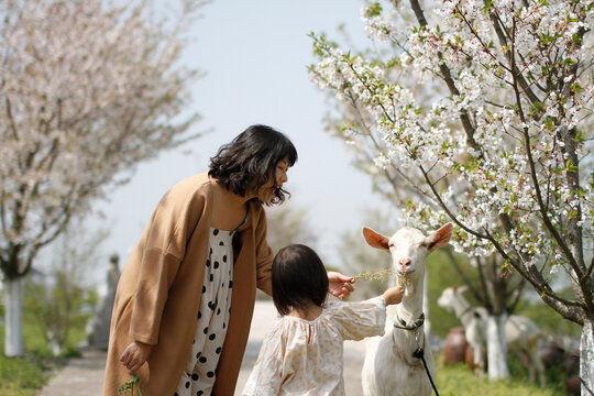 Asian mother and daughter are feeding sheep and grazing
