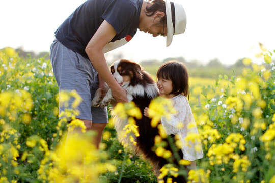 Asian father and daughter playing with dog in blooming canola field