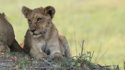 lion cub in the savannah