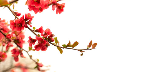 Decorative quince. Tree branch with beautiful red flowers. Garden plant. Spring bloom. Closeup photo with white sky background. Banner, postcard with place for text