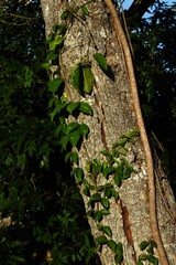 lizard on a tree