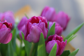 Fototapeta premium Purple tulips on natural background. Spring violet tulip flowers. Easter Mothers day or Valentine's day greeting card. Bunch of tulips. Birthday celebration concept. Tulip petals. Beautiful bouquet 