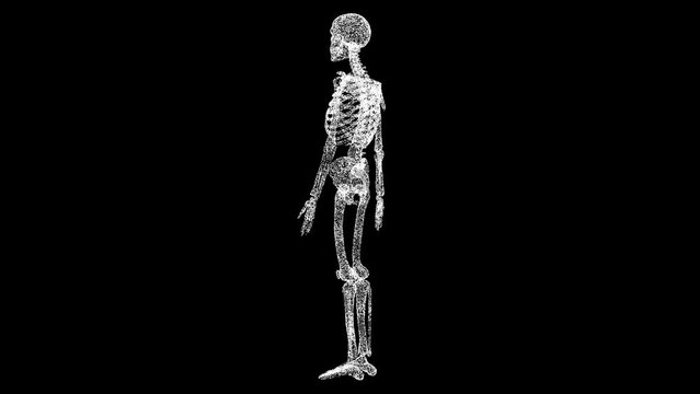 3D skeleton rotates on black bg. Object dissolved white flickering particles 60 FPS. Business advertising backdrop. Science medical concept. For title, text, presentation. 3D animation.