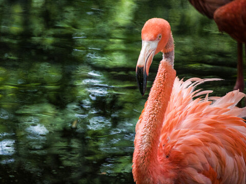 Pink Flamingo