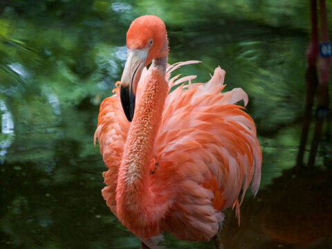 Pink Flamingo 2