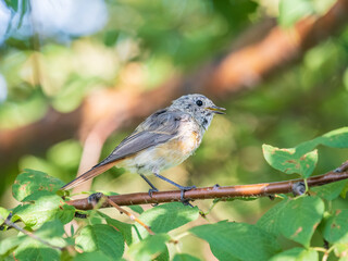 Fototapeta premium The common redstart, Phoenicurus phoenicurus, young bird, is photographed in close-up sitting on a branch against a blurred background.