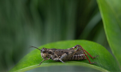 Grasshopper on a leaf