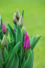 tulipany, wiosenne kwiaty 
