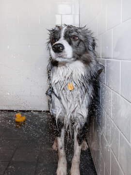The dog is washed in the shower