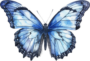 realistic butterfly watercolor