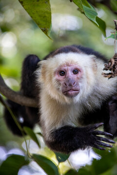A Capuchin Monkey