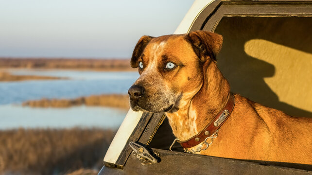 Close-up portrait of boxer husky dog with blue eyes in the pickup truck enjoying the sunset on Delta Evros Greece