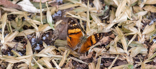 Photograph of a beautiful butterfly resting.	