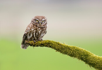 Little owl ( Athene noctua ) close up