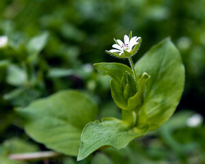 біла квітка
