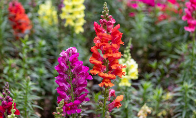 Obraz premium Photography of beautiful plants in the garden. 