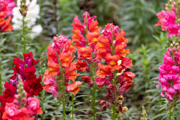 Photography of beautiful plants in the garden.	