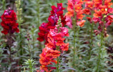 Photography of beautiful plants in the garden.	