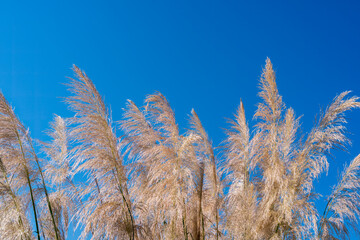 Beautiful miscanthus, fluffy ears of grass or flowers of sugar spontaneum in the sunlight close-up against the blue sky, authentic beauty and sustainable development of nature, ecological well-being