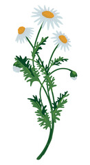 Chamomile clipart. Summer wildflower doodle. Cartoon vector botany illustration. Contemporary style drawing isolated on white.