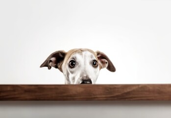 Adorable Greyhound Puppy Peeking Out from Behind White Table with Copy Space, Isolated on White Background. Generative AI.