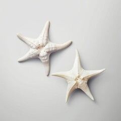Fototapeta na wymiar Two light starfish - isolated on a grey background with shadows