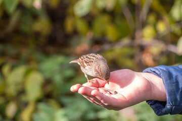 The boy feeds the birds with seeds from his hand. Sparrow eats seeds from the boy's hand