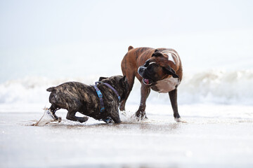 Two domestic dogs fighting or playing at the beach