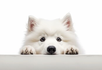 Adorable Samoyed Puppy Peeking Out from Behind White Table with Copy Space, Isolated on White Background. Generative AI.