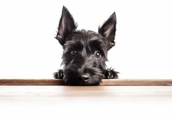 Adorable Scottish Terrier Puppy Peeking Out from Behind White Table with Copy Space, Isolated on White Background. Generative AI.