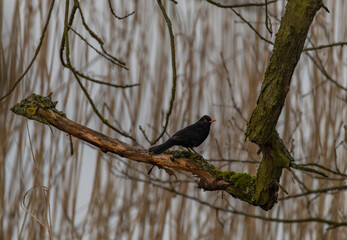 Blackbird on spring tree without leafs in north Bohemia
