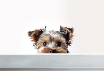Adorable Silky Terrier Puppy Peeking Out from Behind White Table with Copy Space, Isolated on White Background. Generative AI.