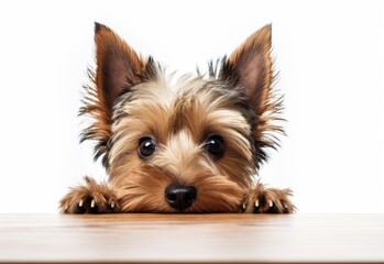 Adorable Silky Terrier Puppy Peeking Out from Behind White Table with Copy Space, Isolated on White Background. Generative AI.