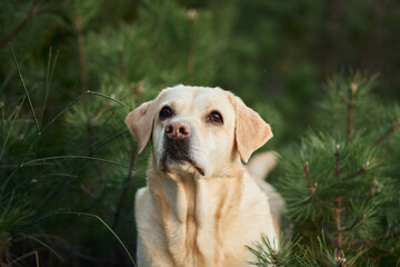 Portrait of a dog on a background of greenery. Happy Fawn Labrador Retriever in nature