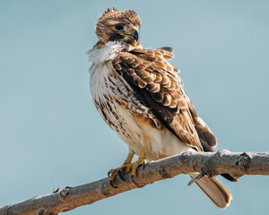 Red Tailed Hawk