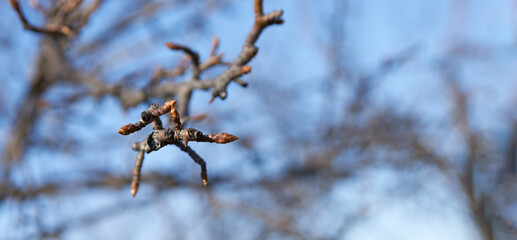 Gardening. A pear branch with swollen buds against a bright blue sky.