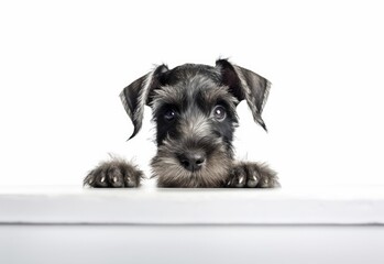 Adorable Standard Schnauzer Puppy Peeking Out from Behind White Table with Copy Space, Isolated on White Background. Generative AI.