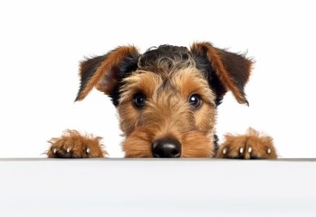 Adorable Welsh Terrier Puppy Peeking Out from Behind White Table with Copy Space, Isolated on White Background. Generative AI.