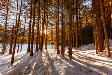 Sunset Behind Trees.