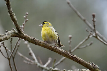 yellow backed shrike