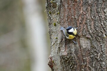woodpecker on a tree