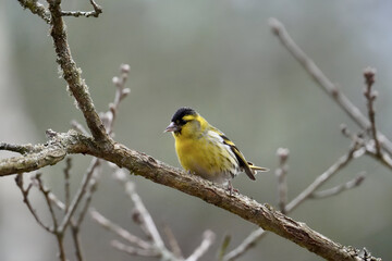 yellow wagtail on a branch