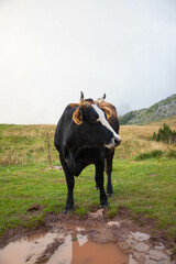 cow grazing in the meadow