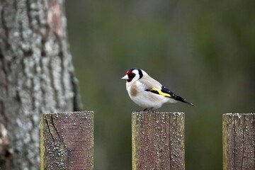 bird on a fence