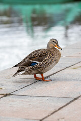 duck next to the lake