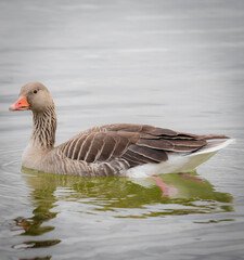 duck swimming in al lake